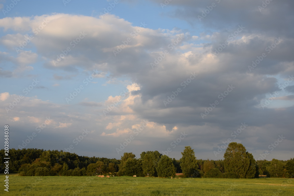 Obraz premium Wiesen und Bäume