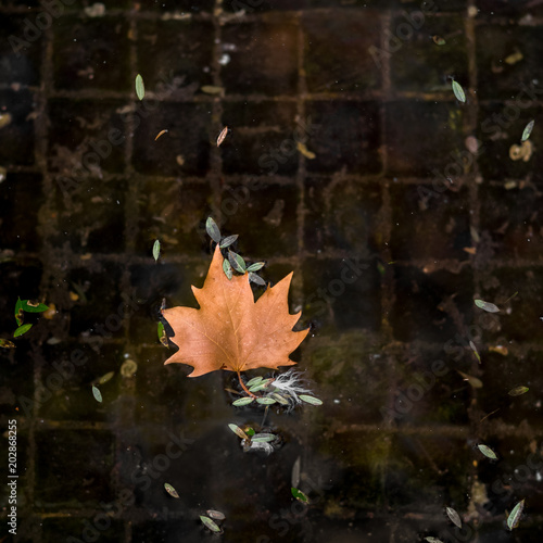 dry autumn leaf on water
