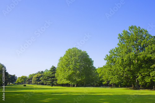 Garden tree