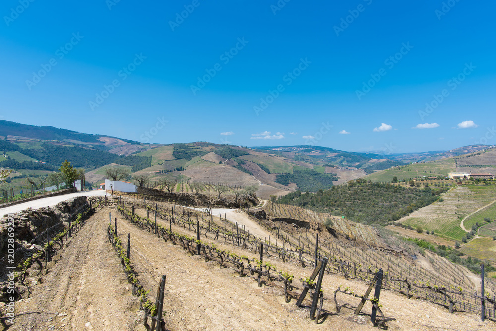 the Douro valley, view of the hills overgrown with vines