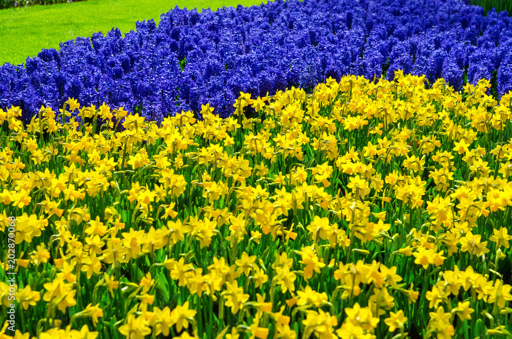 Obraz premium Beautiful colorful spring flowers in park in Netherlands (Holland) 