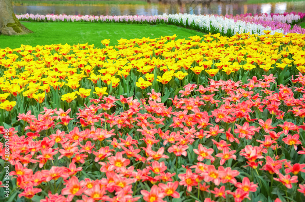 Beautiful colorful spring flowers in park in Netherlands (Holland)
