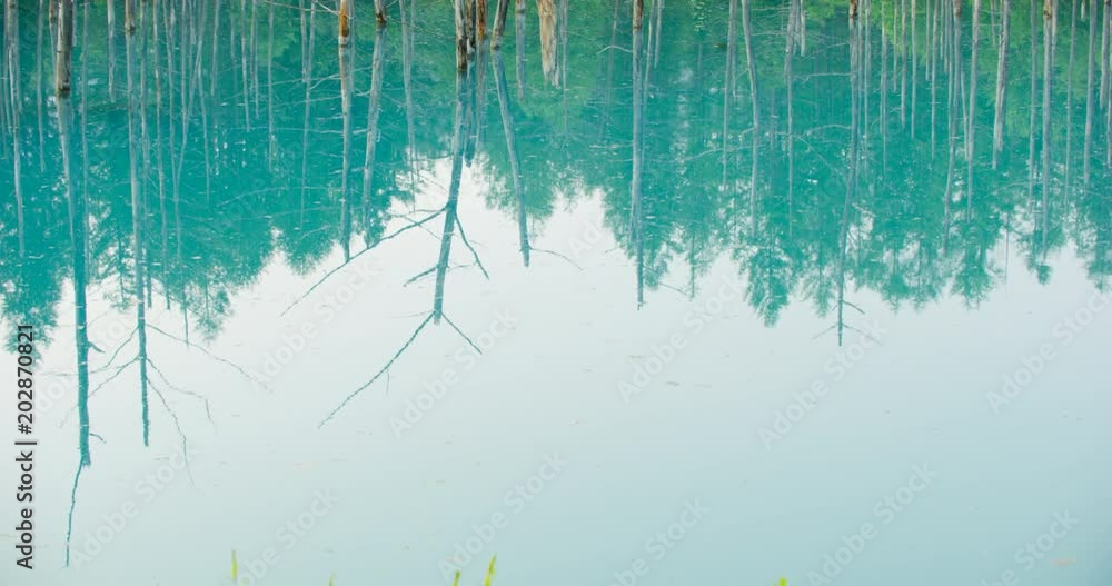 美瑛 青い池 美瑛 青い池