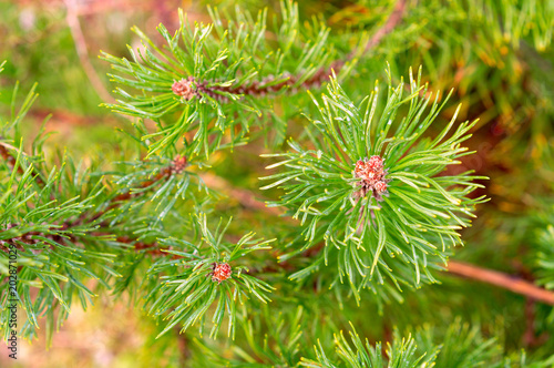 Mountain pine, dwarf mountain pine, scrub mountain pine, mugo pine or creeping pine (Pinus mugo)