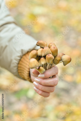 mushrooms in the forest in autumn
