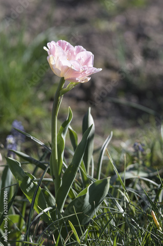 Pink light tulip in the garden.
