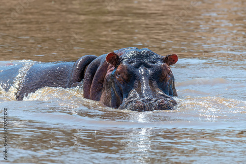 Hippo (Hippopotamus amphibius) in the river