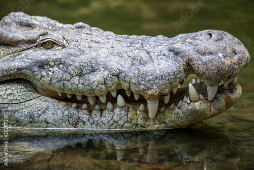 Crocodile in National park of Kenya, Africa © byrdyak