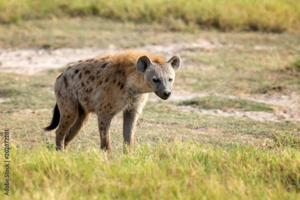 Spotted Hyena (Crocuta crocuta) in the park Spotted Hyena (Crocuta crocuta) in the park
