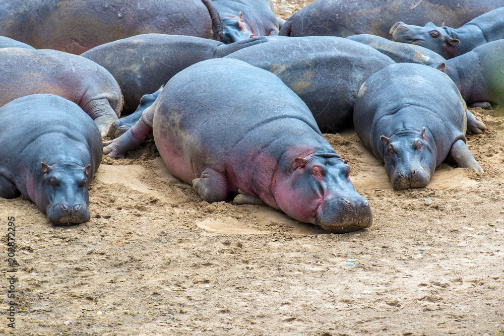 Hippo (Hippopotamus amphibius) Hippo (Hippopotamus amphibius)
