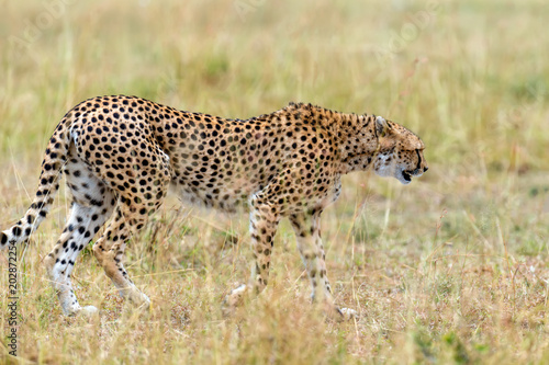 Wild african cheetah © byrdyak