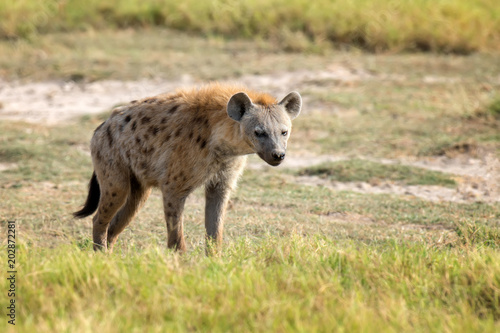 Spotted Hyena (Crocuta crocuta) in the park