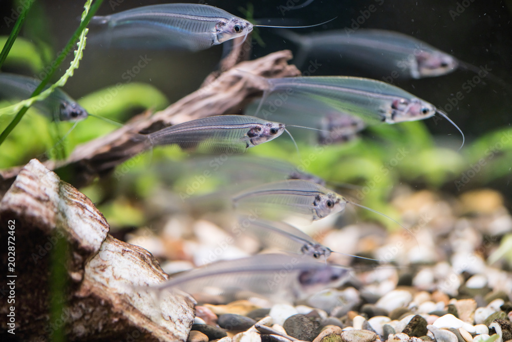 Fototapeta premium Indian glass catfish in the aquarium