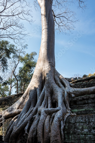 Kambodscha - Angkor - Ta Prohm