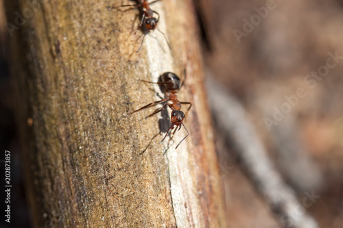 Red forest ant close-up © Fotikphoto