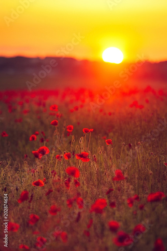 sunset on the background of a field with poppy flowers in the summer