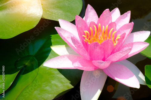 Selective focus on Pink lotus. In ponds with lotus leaf green