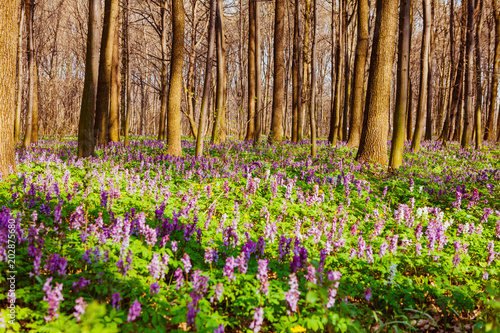 Fototapeta Naklejka Na Ścianę i Meble -  wild lupine flowers grow on a meadow in the forest in the summer