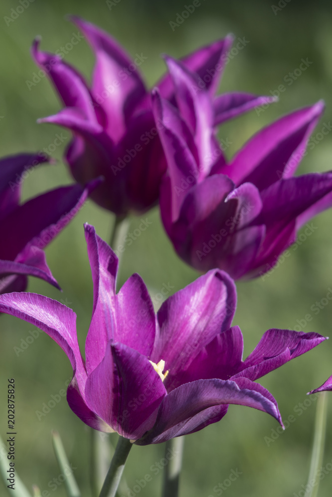 Side view of purple tulip flowers. Side view of purple tulip flowers.