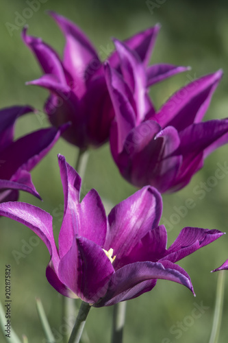 Side view of purple tulip flowers.
