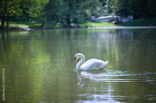 White swan on a pond in Tsaritsyno park.