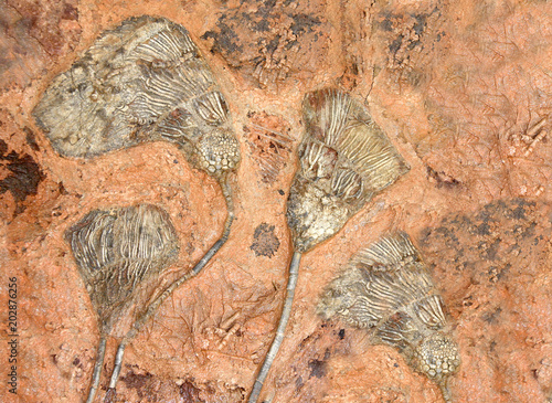 Petrified fossil crinoids photo