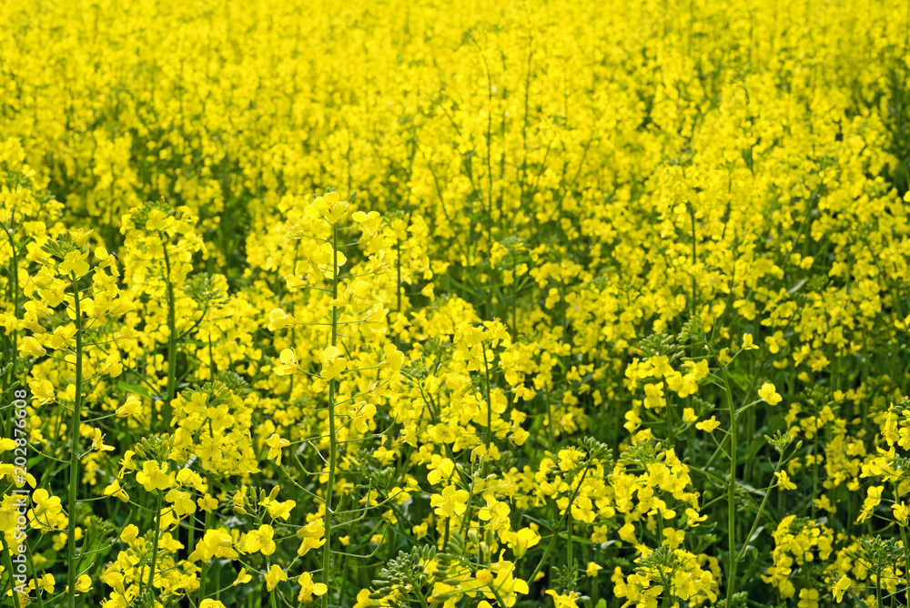 rapeseed field near big city rapeseed field near big city