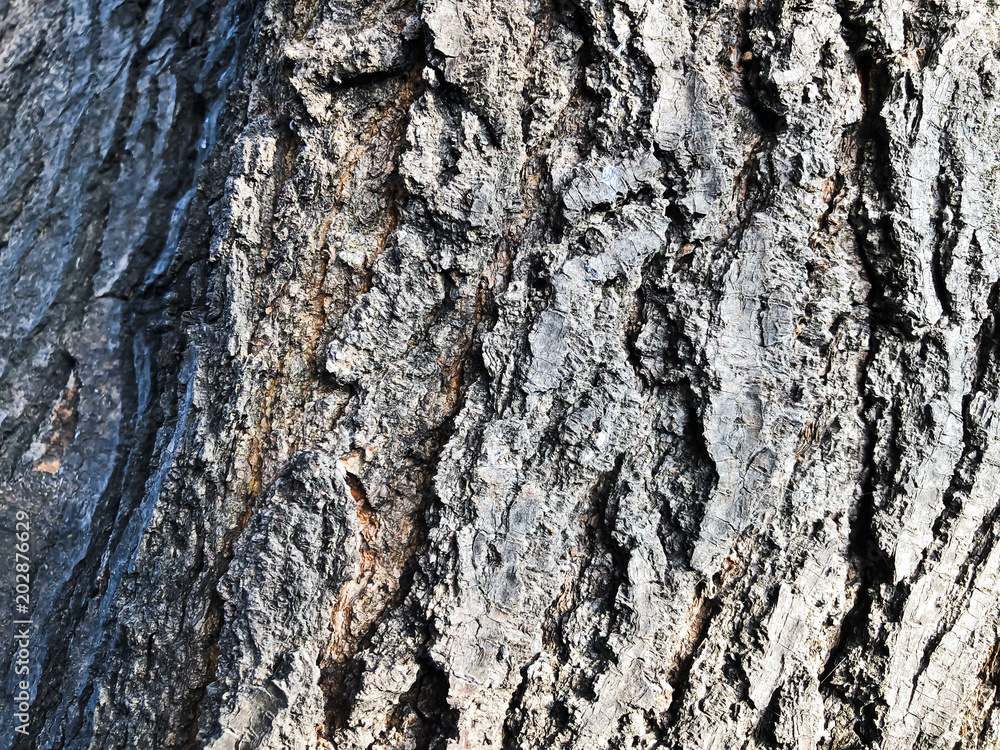 Beautiful old tree texture background close up view