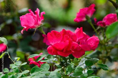 Red rose flower in garden