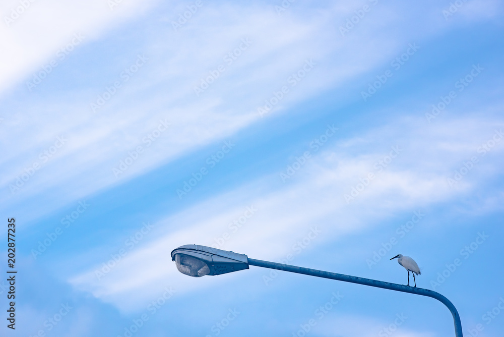 Egret bird stand on street lamp with clouds and ray of sunshine Egret bird stand on street lamp with clouds and ray of sunshine