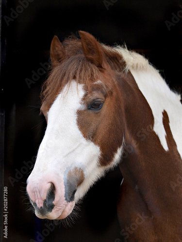 Horse Headshot