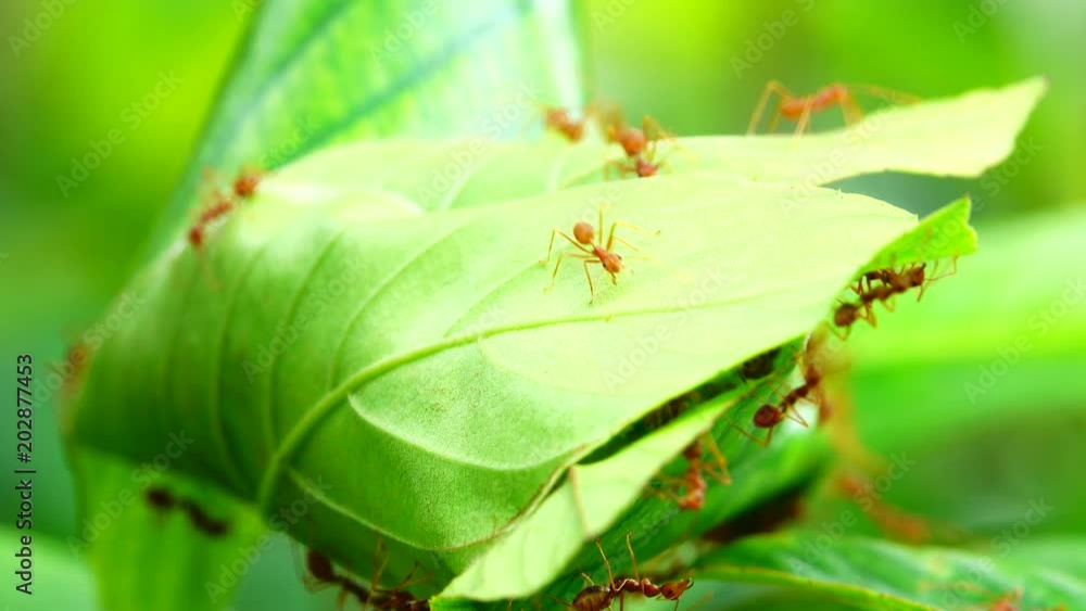 4K Red ant nest on leaves on tree in the nature. 4K Red ant nest on leaves on tree in the nature.