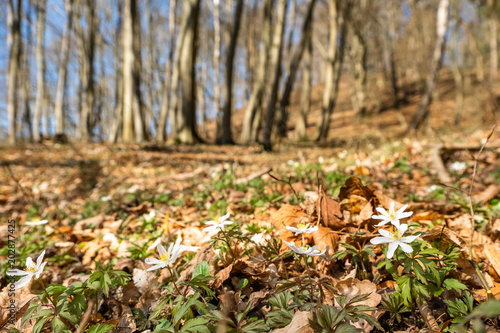 Der Frühling hält Einzug im Wald blühende Anemonen © dk-fotowelt