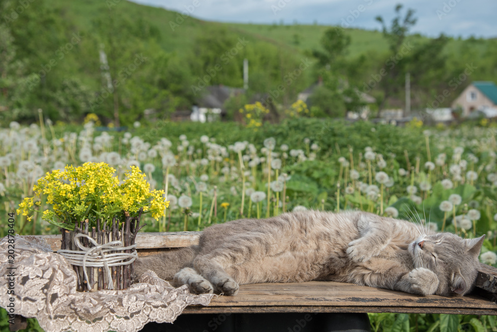 A bouquet of beautiful little yellow blossoming flowers called a rape in a pot and a cat on a table amid a green meadow in summer