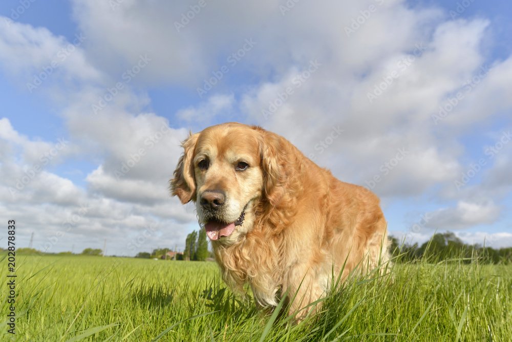 Dog golden retriever moving forward of face in a field Dog golden retriever moving forward of face in a field