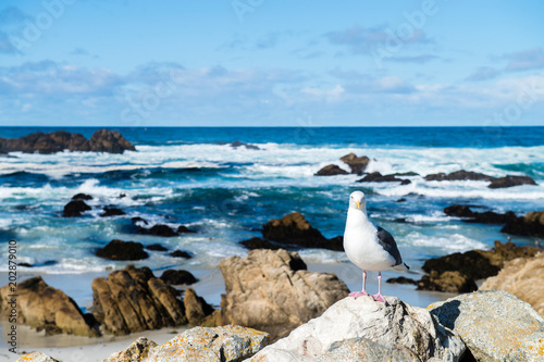 海岸の波とカモメ photo