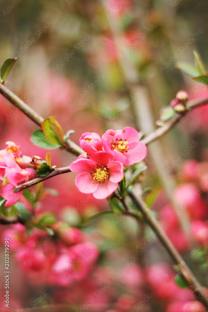 Blüte Blüte