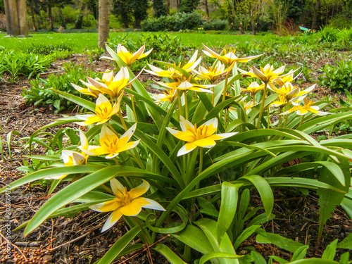 The tulip is late. Bulb perennial. One of the most popular species for landscape gardening and rock gardens. photo