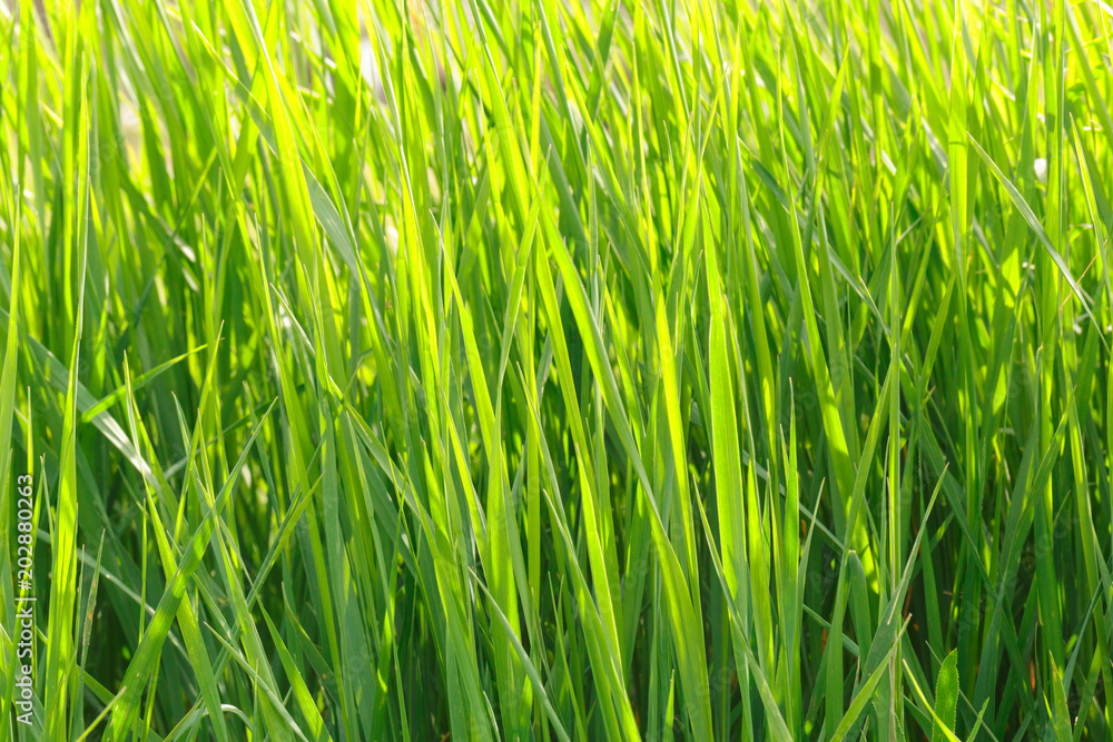 spring grass field spring grass field