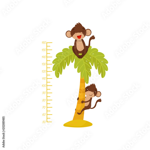 Height chart for children and funny monkeys on palm tree. Tropical animals. Measuring wall sticker for kids room. Flat vector design