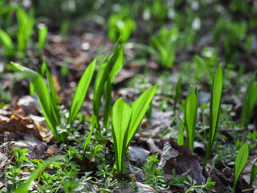 Bear Garlics - Ramsons - in the forest. Natural medicine. Backlight. Close up. Bear Garlics - Ramsons - in the forest. Natural medicine. Backlight. Close up.