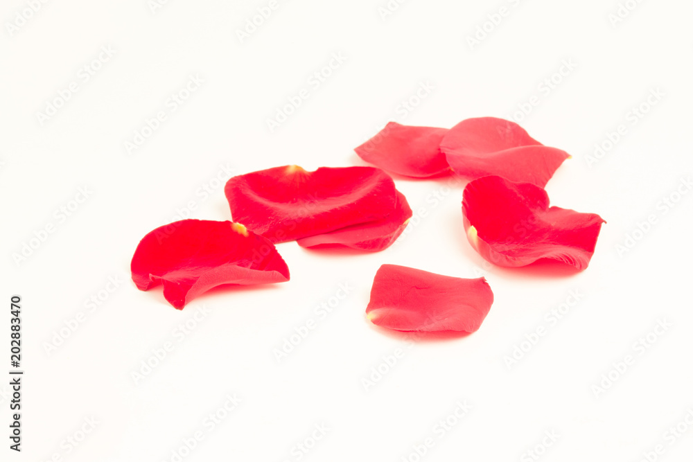 Scattered rose petals Scattered rose petals