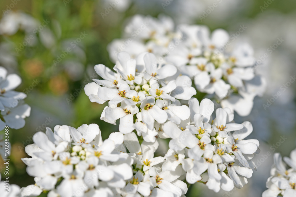 Schleifenblumen, Iberis Schleifenblumen, Iberis