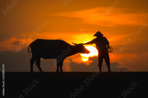 Thai buffalo with farmer