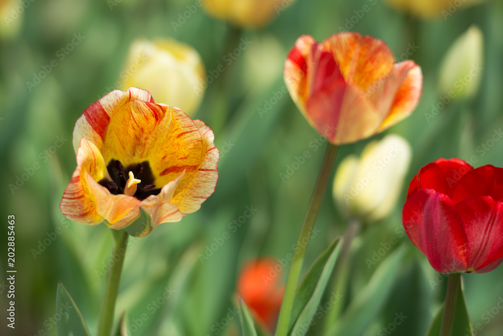 Yellow -reddish tulips close up. Yellow -reddish tulips close up.