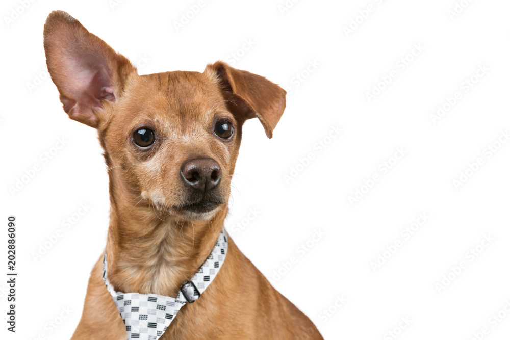 brown dog with a tie is looking directly into the camera, as if something is reading, on a white background, business concept and finance brown dog with a tie is looking directly into the camera, as if something is reading, on a white background, business concept and finance