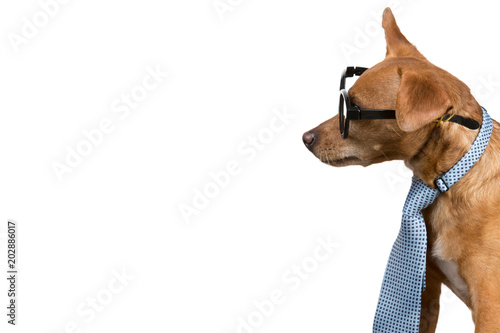 brown dog with a tie and glasses  looking away  as if reading something  on a white background  concept business and finance