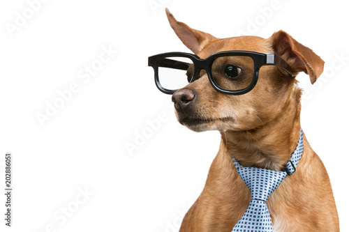 brown dog with a tie and glasses, looking away, as if reading something, on a white background, concept business and finance © aneduard