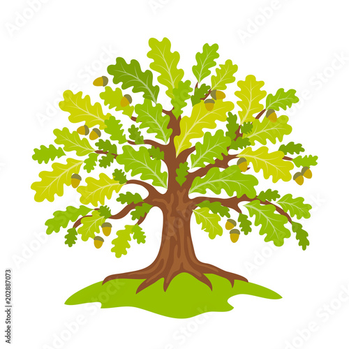 Stylized oak in summer - vector illustration