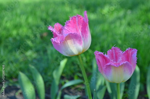 Розовые бахромой тюльпаны в яркий солнечный день